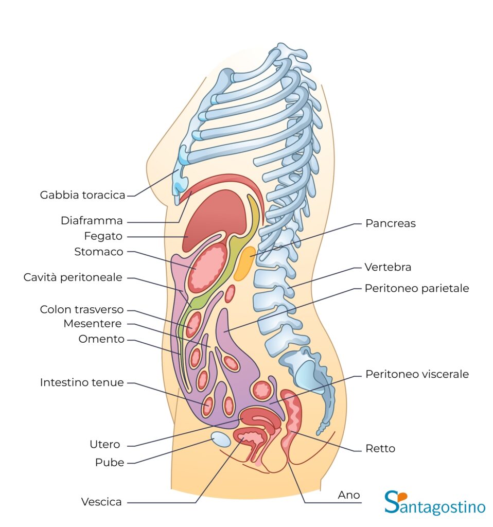 anatomia peritoneo santagostino nembro